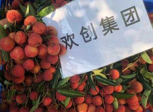 夏日好“枝”味，球友会（中国）集团发福“荔”啦